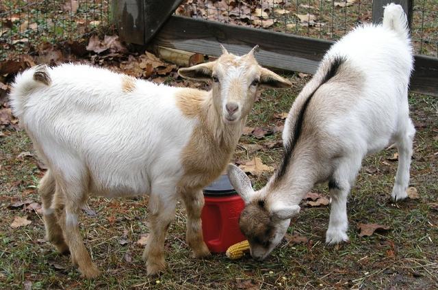 Goats002.JPG