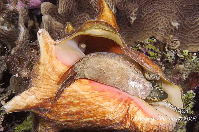 Queen Conch