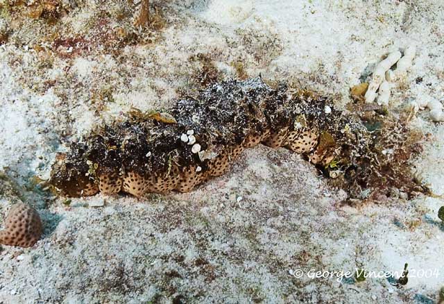 Three Rowed Sea Cucumber