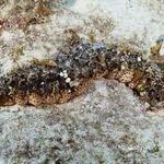 Three Rowed Sea Cucumber