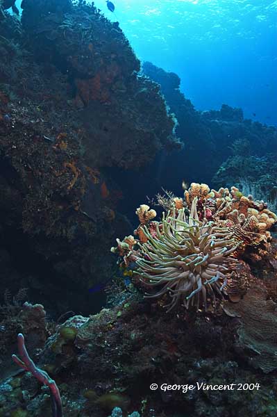 Giant Anemone