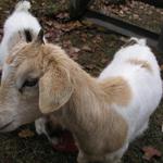 Goats006.JPG