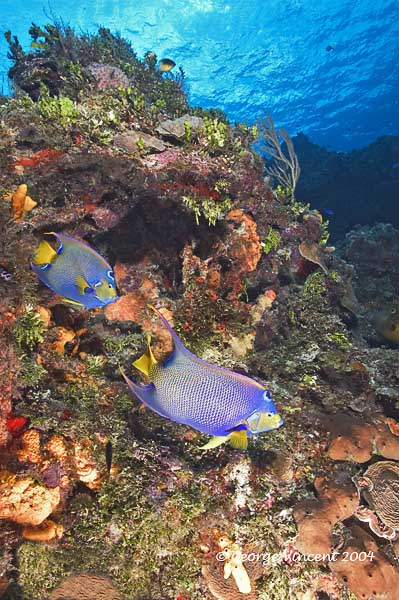 Pair of Queen Angelfish