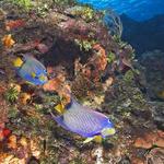 Pair of Queen Angelfish