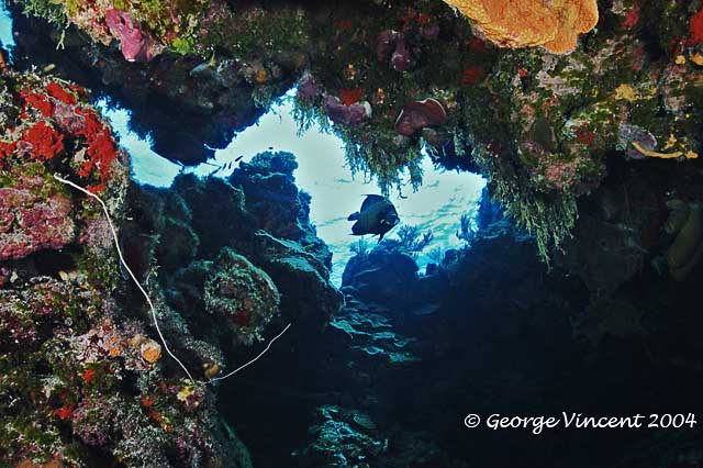 Reefscape with French Angelfish