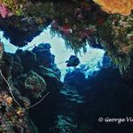 Reefscape with French Angelfish