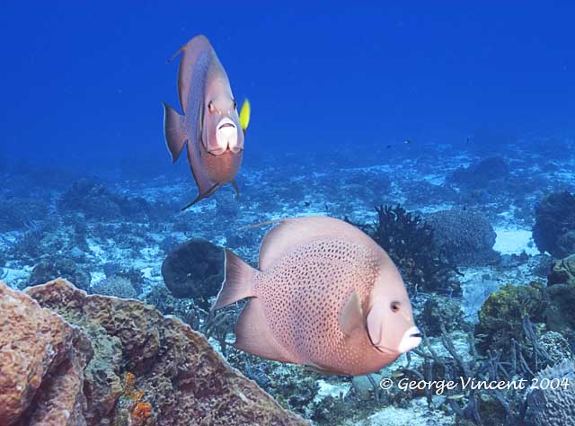 Pair of Gray Angelfish