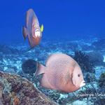 Pair of Gray Angelfish