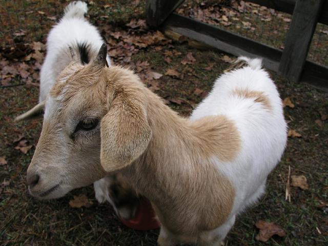 Goats006.JPG