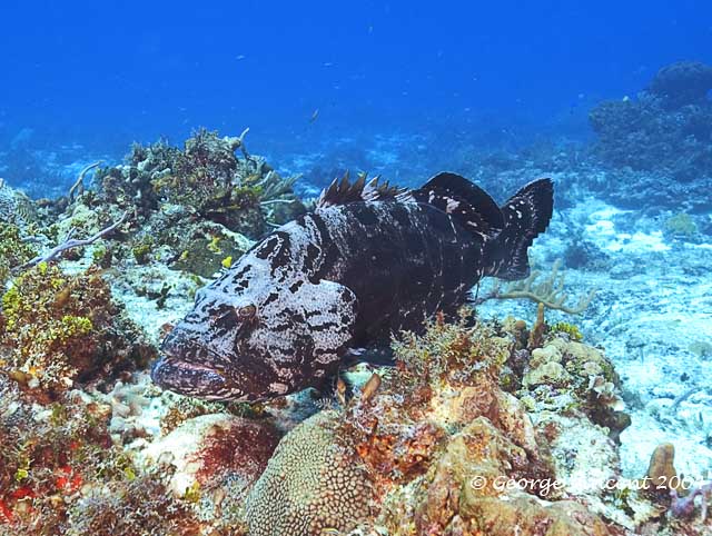 Black Grouper