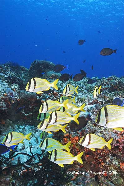 School of Porkfish