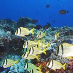 School of Porkfish