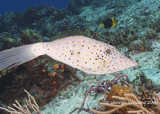 Lousy shot of a beautiful Scrawled Filefish