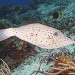 Lousy shot of a beautiful Scrawled Filefish