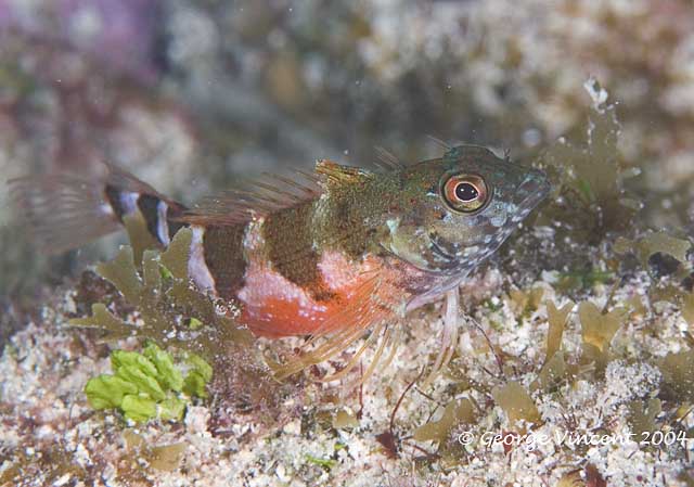 Saddled Blenny