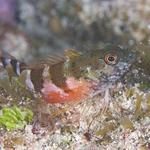 Saddled Blenny