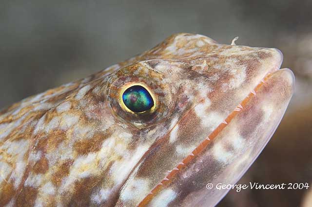 Sand Diver
