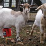 Goats009.JPG