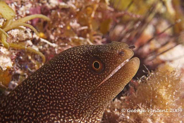 Goldentail Moray