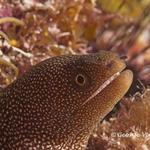 Goldentail Moray