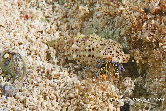 Unidentified Hermit Crab