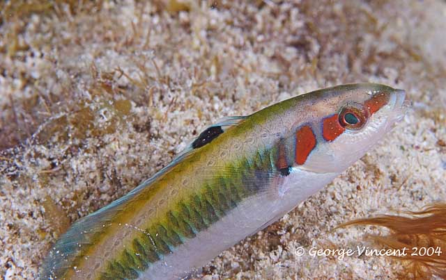 Bluehead Wrasse Juvenile Phase