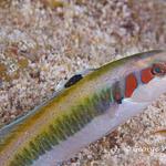 Bluehead Wrasse Juvenile Phase