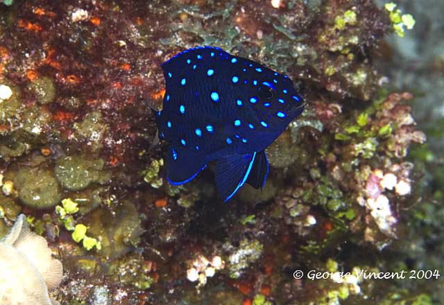 Yellowtail Damselfish Juvenile