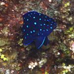 Yellowtail Damselfish Juvenile