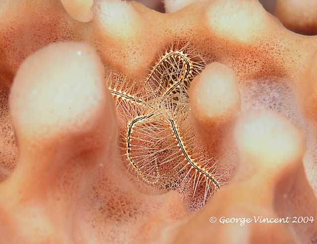 Sponge Brittle Star