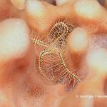 Sponge Brittle Star