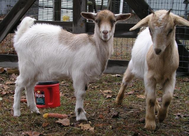 Goats009.JPG