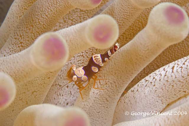 Squat Anemone Shrimp