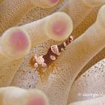 Squat Anemone Shrimp