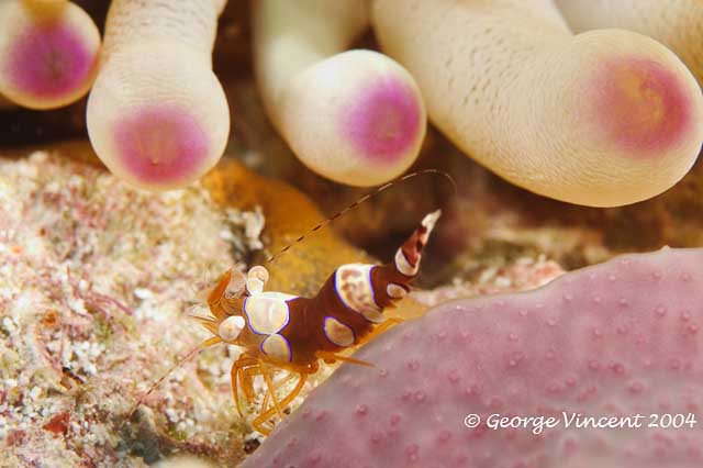 Squat Anemone Shrimp