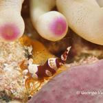 Squat Anemone Shrimp