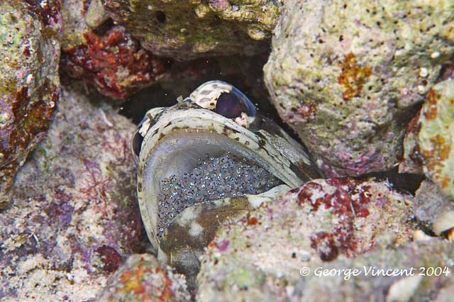 Banded Jawfish - Male with eggs