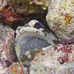 Banded Jawfish - Male with eggs