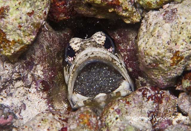 Banded Jawfish - Male with eggs