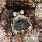 Banded Jawfish - Male with eggs
