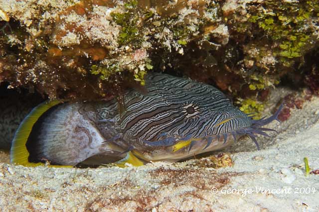 Splendid Toadfish