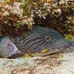 Splendid Toadfish