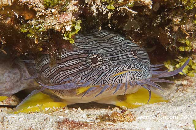 Splendid Toadfish