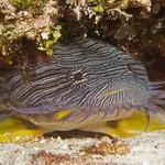 Splendid Toadfish