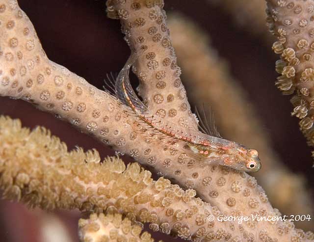 Blackhead Blenny Female