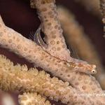 Blackhead Blenny Female