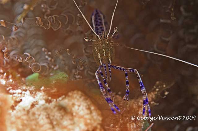 Pederson Cleaner Shrimp