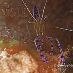 Pederson Cleaner Shrimp