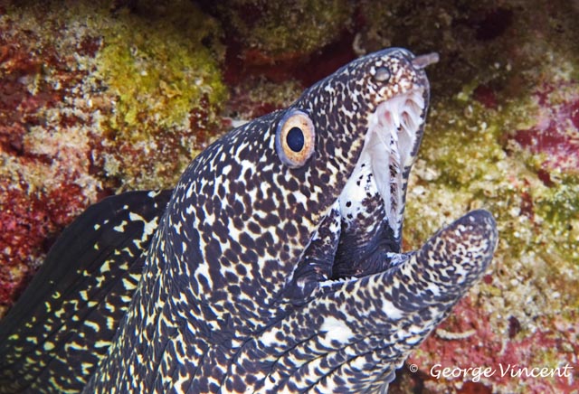 Spotted Moray