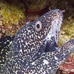 Spotted Moray